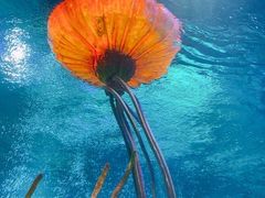 -沈阳海洋探索中心