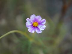 -苗阿妹贵州羊肉粉(上地华联店)