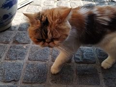 -猫岛主趣味餐厅(鼓浪屿店)