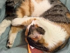 -贝康宠物医院·犬猫全科·小动物特色诊疗中心(东环路店)
