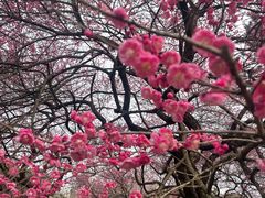 -杭州植物园