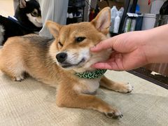 -逗柴咖啡屋·狗咖猫咖宠物桌游
