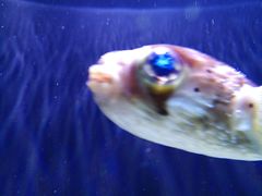 -西雅图水族馆