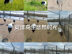 -盐城丹顶鹤湿地生态旅游区