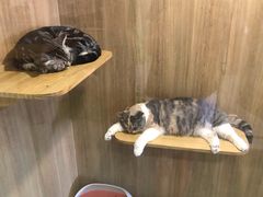 -藦茜花园宠物主题亲子互动体验馆(国顺东路店)