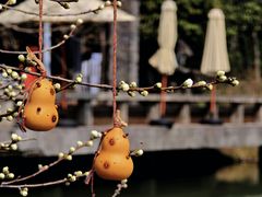 -扬州大运河文化旅游度假区·盆景园