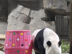 -栾川竹海野生动物园