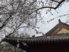 -桃花堤公园