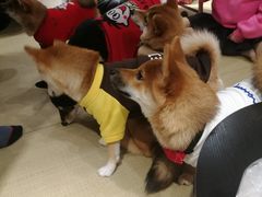 -逗柴咖啡屋·狗咖猫咖宠物桌游