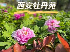 -西安牡丹苑