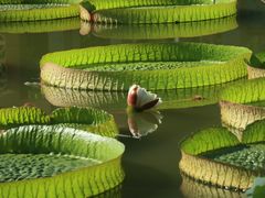 -国家植物园南园