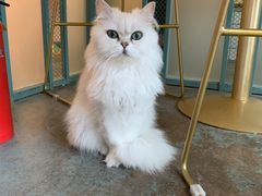 -喵屿·大理花园猫咖