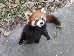 -合肥野生动物园