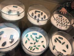 -陕西自然博物馆