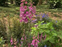 -上海共青森林公园