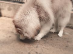 -TrueLove @ Neverland (Husky Cafe)