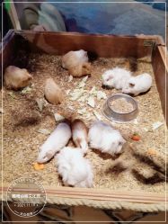 -酷嗒动物文化乐园(cutezoo西溪乐天城店)