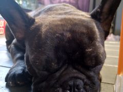 -more than meow吴止猫主题餐厅(承德 中船汇店)