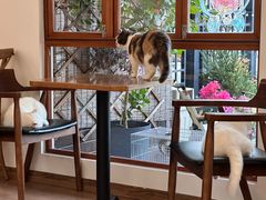 -有猫主题·治愈系猫咖(曾厝垵店)