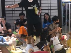 -逗柴咖啡屋·狗咖猫咖宠物桌游