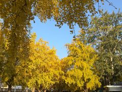 -三里屯东五街银杏大道