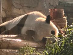 -泉州海丝野生动物世界