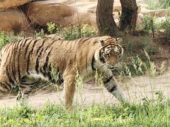 -北京野生动物园