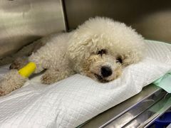 -爱侣宠医·鹦鹉专科·小型哺乳类·异宠专科(灵石路店)