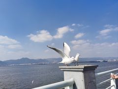 -海埂大坝