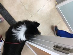 -宠福鑫动物医院·动物疾病诊疗中心(天通苑店)