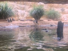 -悉尼海洋生物水族馆