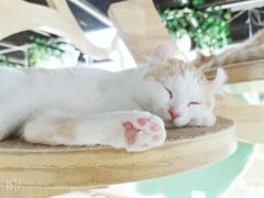 -猫和宫(六道口店)