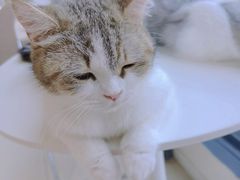 -怪兽屋·羊驼·猫咖·狗咖(俊华广场店)