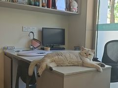 -小伙伴宠物医院•急重症转诊中心·老年专科·犬猫全科(北大街总院)