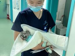 -北京观赏动物医院·24小时大型综合·猫专科·异宠专科