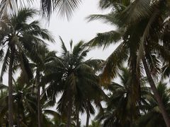 -东郊椰林
