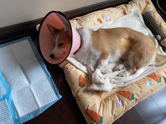 -爱诺耐芙动物医院(万博店)