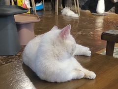 -猫猫幼稚园·撸猫·桌游·电玩