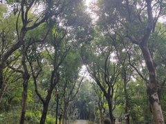 -燕晗山郊野公园