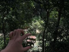 -野象谷景区
