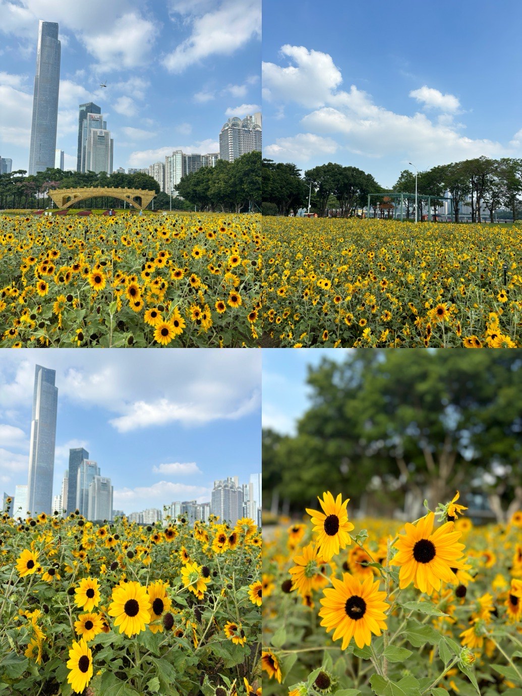 怪村向日葵花海门票图片