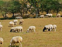 -乌兰布统景区-白桦林