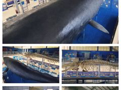 -上海海洋大学鱼文化博物馆(军工路校区)