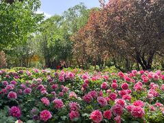 -洛阳市隋唐城遗址植物园