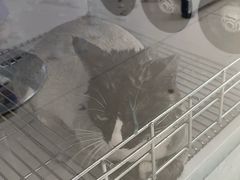 -北京观赏动物医院·24小时大型综合·猫专科·异宠专科