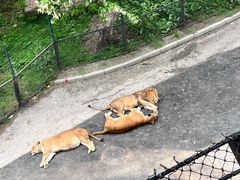 -大连森林动物园