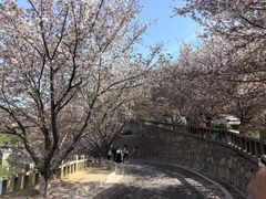-樱花山风景区