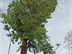 -北京大学燕东园