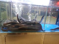 -本炙炭烤·蒲烧活鳗料理店(金沙洲店)