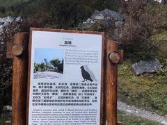 -稻城亚丁景区-冲古草甸